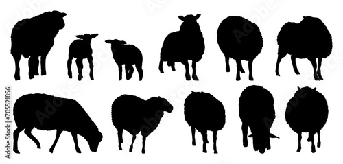 Set of silhouettes fluffy sheep and lambs. Domestic farm animals. Realistic vector animals