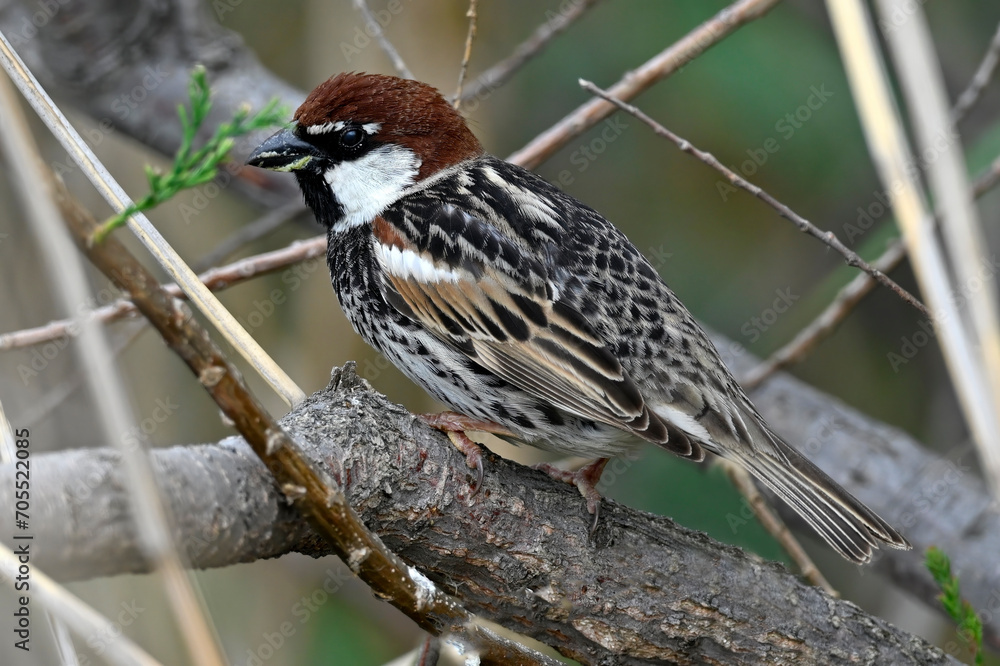 Spanish Sparrow // Weidensperling (Passer hispaniolensis) Spanish Sparrow // Weidensperling (Passer hispaniolensis)
