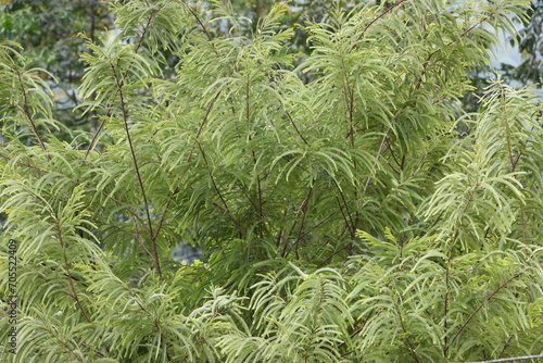 фотографія Indian gooseberry plant or Amla (phyllanthus emblica) tree, herb or medicinal pl