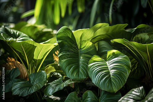 Elephant Ear Plant - with its giant  ear-shaped leaves.