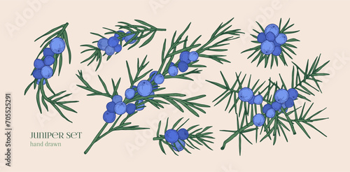 Juniper plant, branches, berries and needles. Juniperus set. Vintage botanical drawing, coniferous herb with fruits cluster. Retro realistic detailed hand-drawn isolated vector illustrations