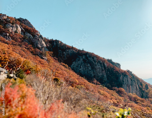 Korean Mountain Forest in Autumn with a Bright Sun Background