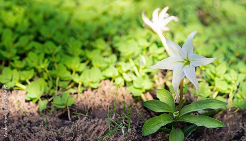 Angel flowers grow from the fresh green ground