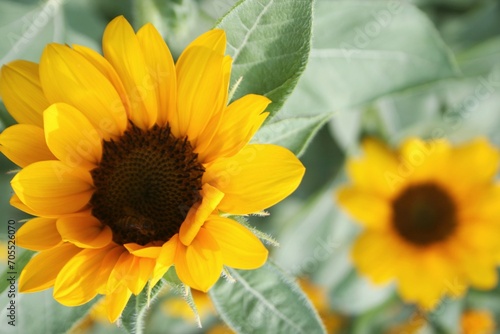 sunflower and bee and soft blur 