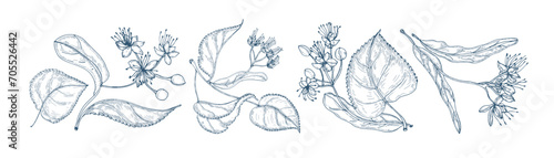 Linden branches, flowers and leaf set. Tilia, blossomed tea plant, drawing in retro style. Vintage botanical sketch, etching, engraving. Hand-drawn vector illustrations isolated on white background