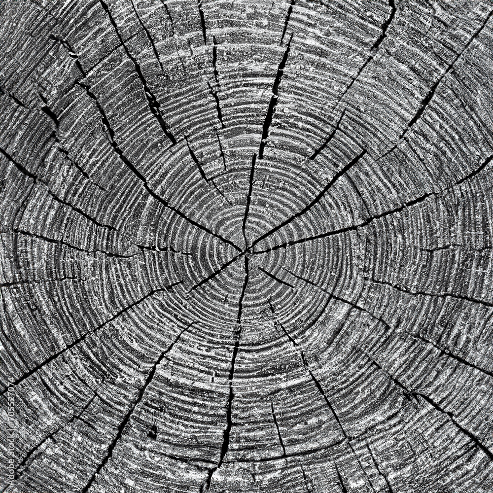 Fototapeta premium wood texture