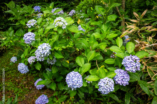 京都府宇治市の三室戸寺で見た、青色の紫陽花