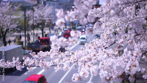 Cherry blossoms on Yasukuni-dori street Tokyo photo