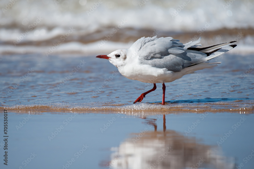 A black headed gull walking on the beach A black headed gull walking on the beach