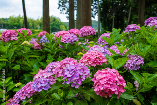 Fototapeta Naklejka Na Ścianę i Meble -  6月に京都府宇治市の三室戸寺で見た、ピンクや紫色の紫陽花