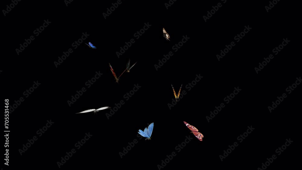 Swarm of Colorful Butterflies - 4K Flying Loop - LS View - III - Realistic cinematic 3D animation isolated on transparent background with alpha channel