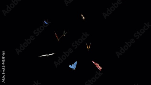 Swarm of Colorful Butterflies - 4K Flying Loop - LS View - III - Realistic cinematic 3D animation isolated on transparent background with alpha channel