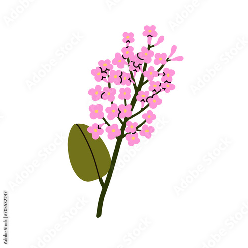 Lilac, floral plant. Spring flower branch. Blossomed twig, sprig. Botanical d...