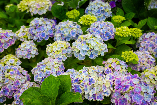 6月に京都府宇治市の三室戸寺でみた、白色や紫色の紫陽花
