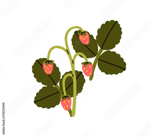 Wild strawberry, forest red berries growing on stem with leaf. Ripe fruits an...