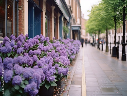 London street filled with many lilac bushes