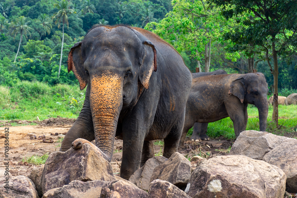 Elephant nursery on the island of Sri Lanka in Pinnawala.