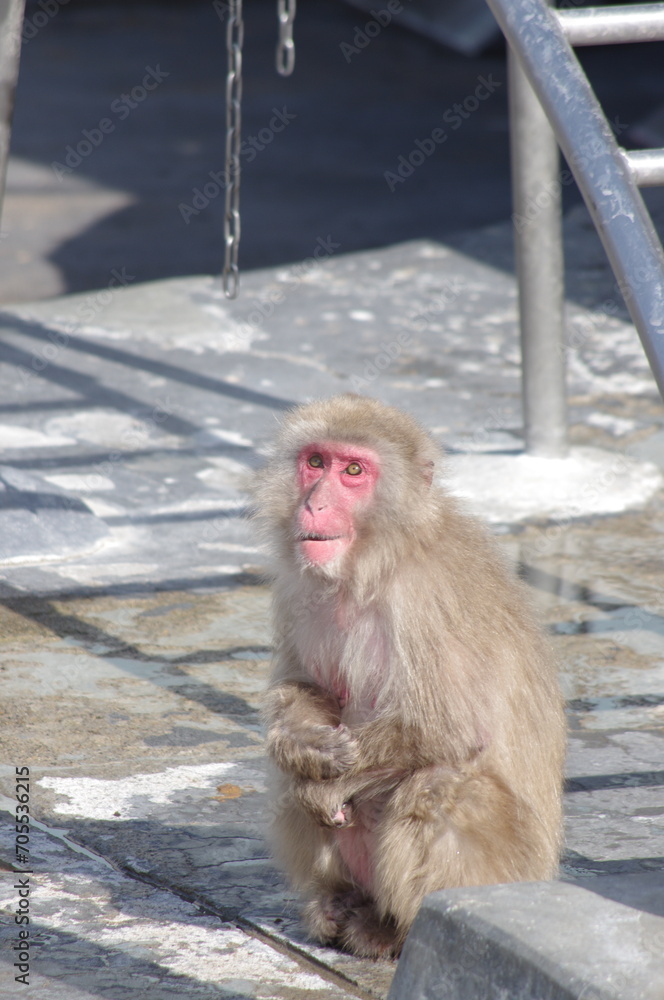 Naklejka premium 温泉