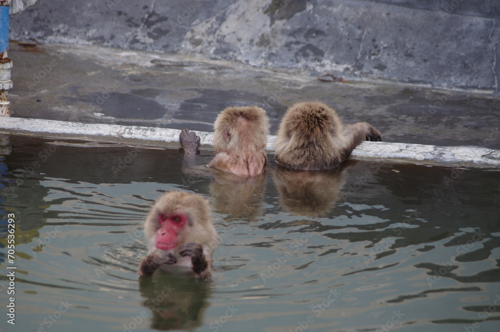 Obraz premium 温泉