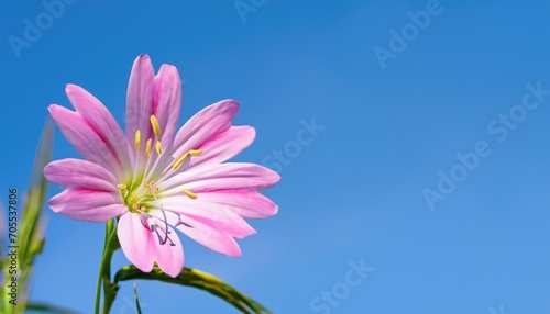 Stellaria holostea flower