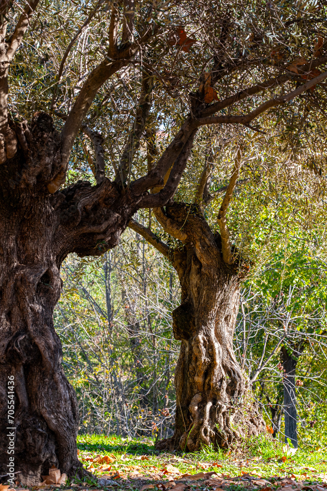 Field with centuries-old olive trees in Spain Field with centuries-old olive trees in Spain