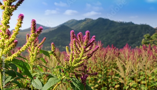 Amaranth flower field in natural background