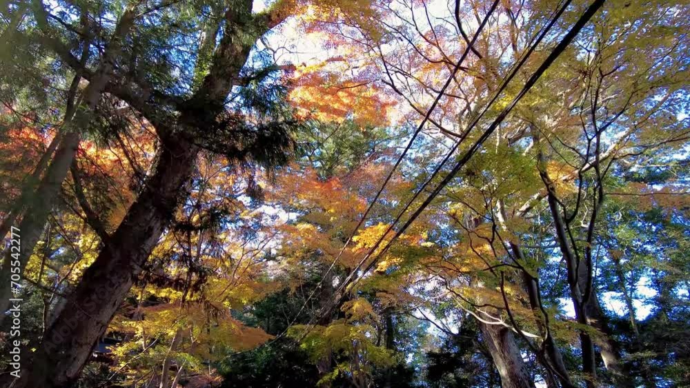 Mount Takao Day Trip: Explore Tokyo's Favorite Mountain Mount Takao Day Trip: Explore Tokyo's Favorite Mountain