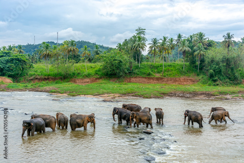 Elephant nursery on the island of Sri Lanka in Pinnawala.