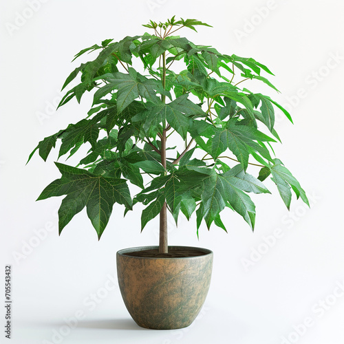 A potted papaya tree