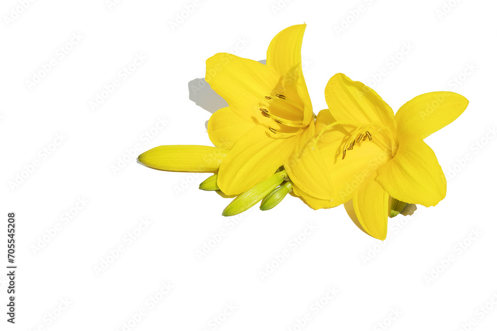 Fototapeta premium Yellow blooming lily buds on an isolated white background. For congratulations, design.