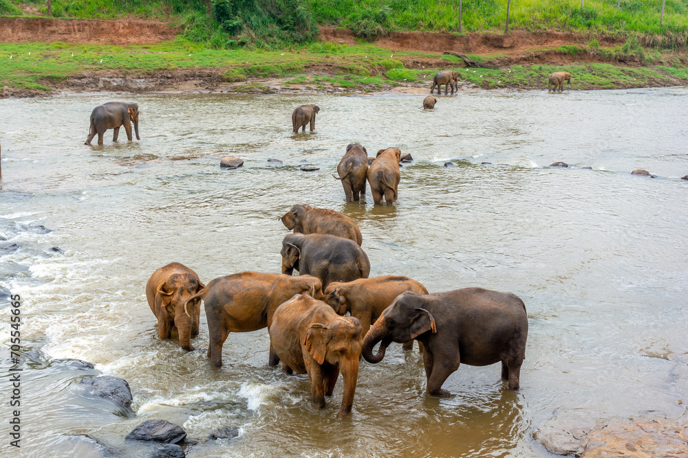 Elephant nursery on the island of Sri Lanka in Pinnawala.
