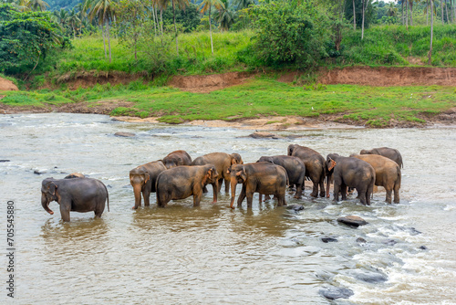Elephant nursery on the island of Sri Lanka in Pinnawala. © ArturSniezhyn