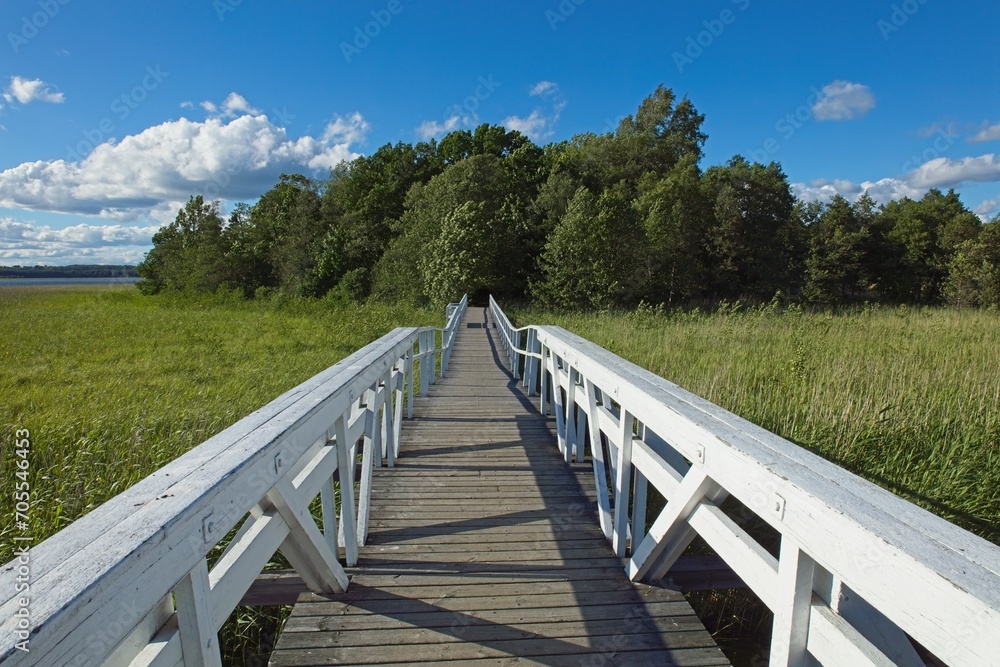 Wooden plank walkway through a field of reeds in spring.