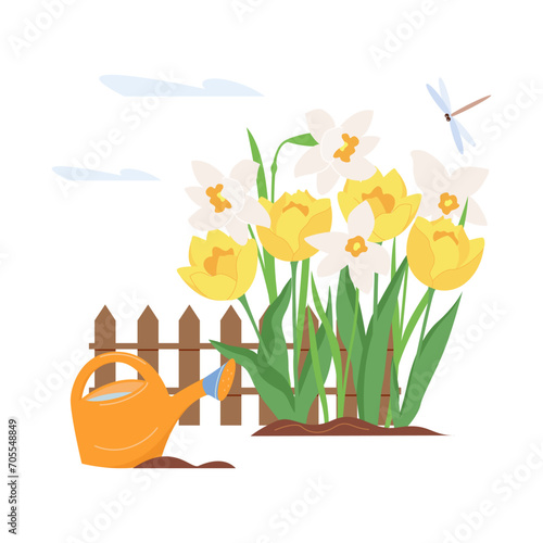 Early spring flowers in garden. Floral vector design elements for Happy women's day, mother's Day, birthday. Blooming tulips and daffodils in flower bed isolated on white