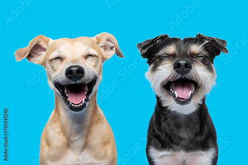 Happy smiling pet dog looking at the camera isolated with blue background, dog sticking out tongue on flat background