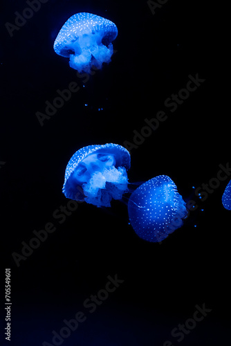 White-Spotted Jellyfish (Phyllorhiza punctata)