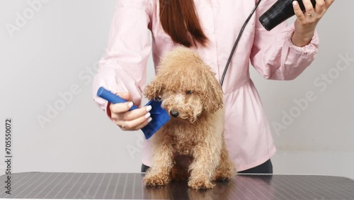 A female groomer blow-dries and combs a small purebred dog on a grooming table in a dog beauty salon. Hairdressing salon for animals. Caring for animals. photo