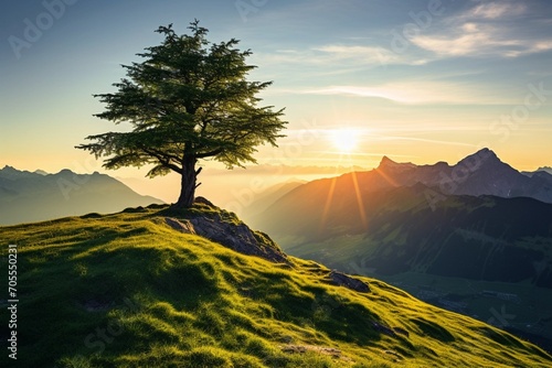 a single tree with sunset in the mountains