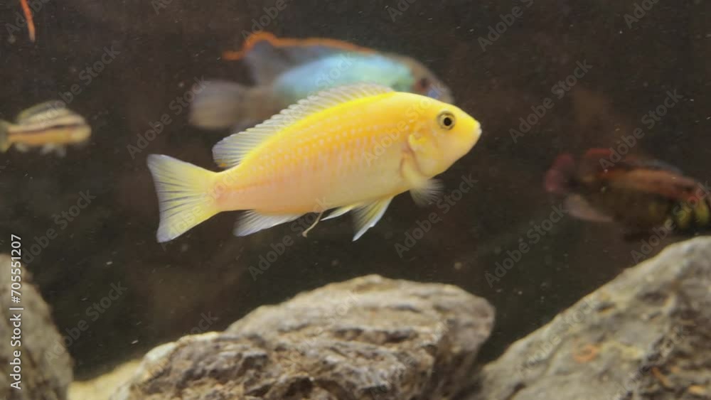 Underwater schooling fish swimming in wild in clear water fishes in aquarium Underwater schooling fish swimming in wild in clear water fishes in aquarium