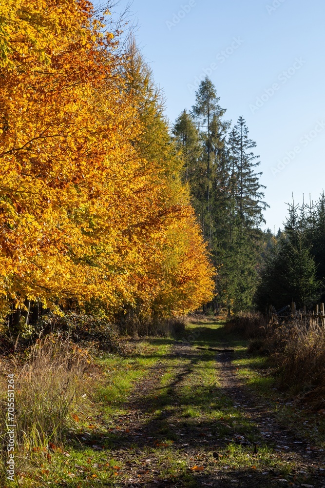 Obraz premium Autumn in the forest