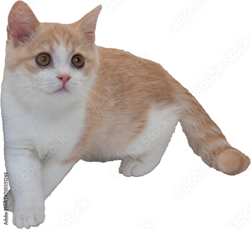 マンチカンの子猫