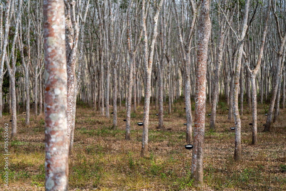 Rubber trees in rubber plantations farmers of southern Thailand, Rubber tree with fresh latex rubber drop in cup. Rubber trees in rubber plantations farmers of southern Thailand, Rubber tree with fresh latex rubber drop in cup.