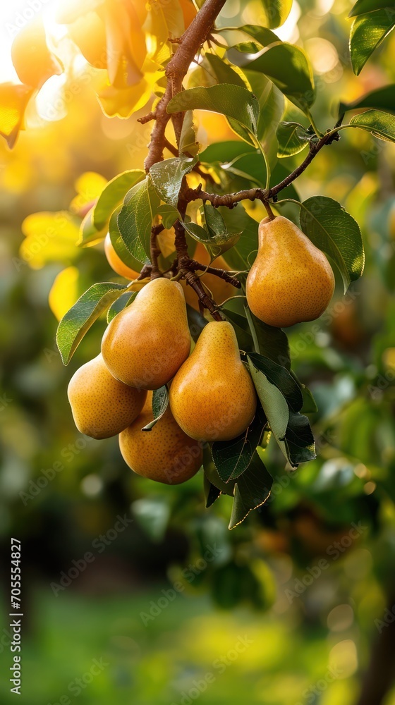 Golden sunlight filters through a pear orchard, highlighting ripe pears ready for harvest