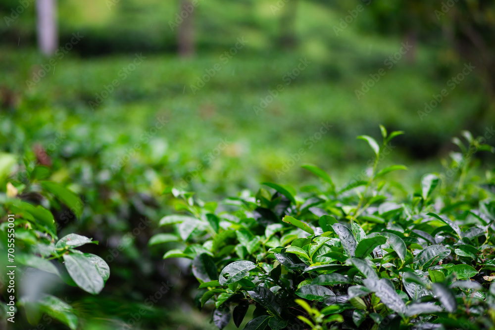 Beautiful morning view of Tea Plantation, fresh and green landscape Beautiful morning view of Tea Plantation, fresh and green landscape
