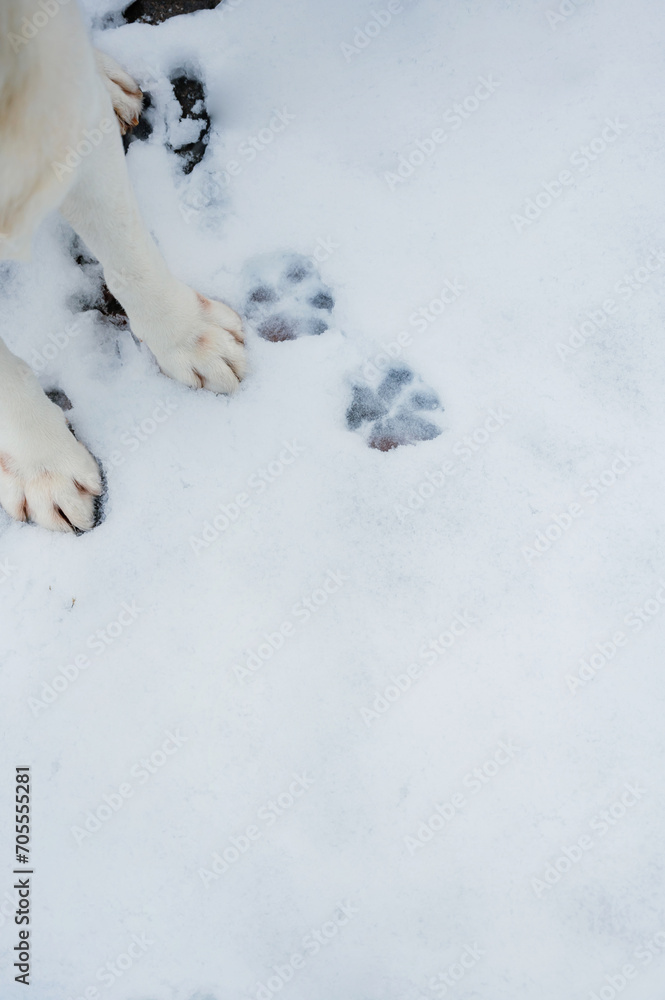 footprints in the snow. Dog tracks in the snow. Dog tracks on a background of snow. Caring for pets in winter and cold weather. footprints in the snow. Dog tracks in the snow. Dog tracks on a background of snow. Caring for pets in winter and cold weather.