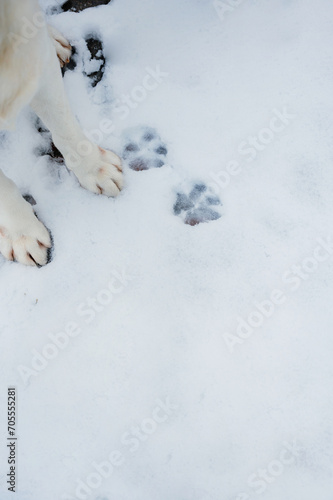 footprints in the snow. Dog tracks in the snow. Dog tracks on a background of snow. Caring for pets in winter and cold weather.