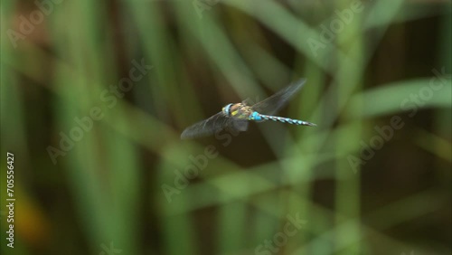 A migrant hawker dragonfly flying over a small pond