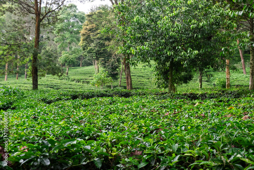 Beautiful morning view of Tea Plantation, fresh and green landscape