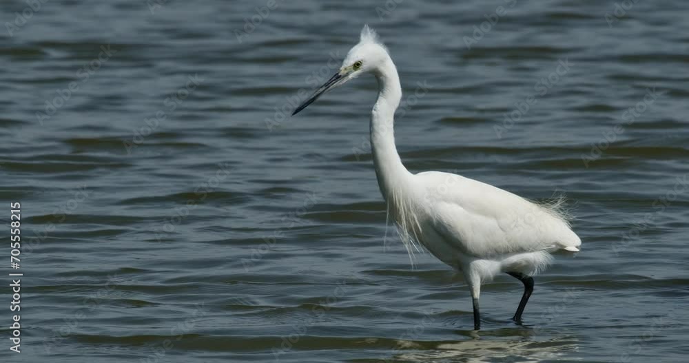 Walking to the left with its feathers puffing blown by the wind while foraging, Little Egret Egretta garzetta, Thailand Walking to the left with its feathers puffing blown by the wind while foraging, Little Egret Egretta garzetta, Thailand