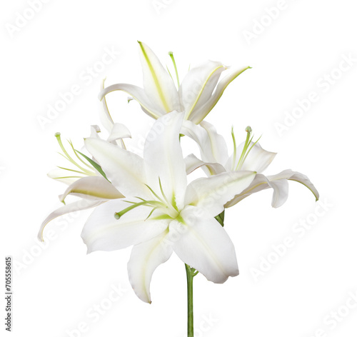 Branch with white Lily flowers isolated on white background.